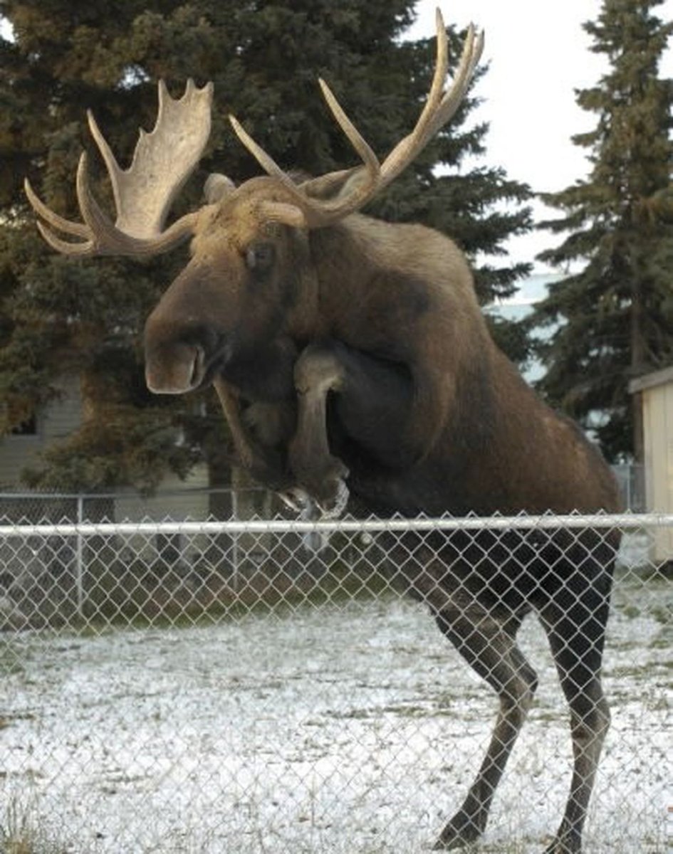 Смешной Лось