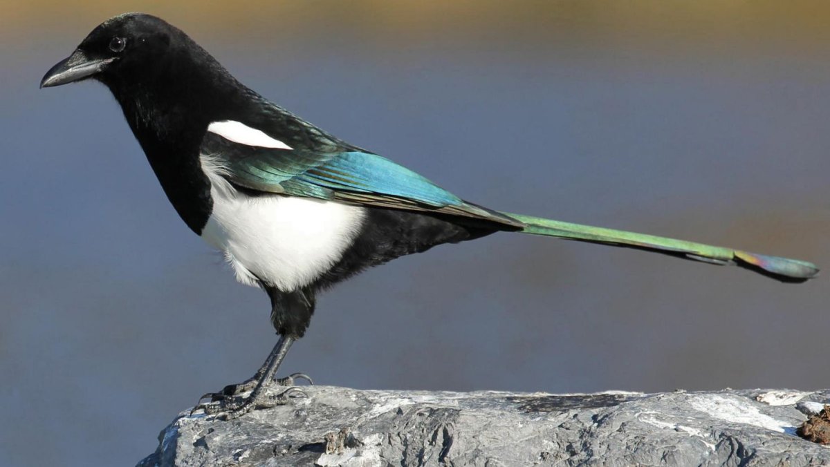 Сорока обыкновенная