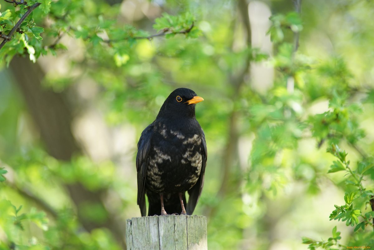 Птица на зеленом фоне