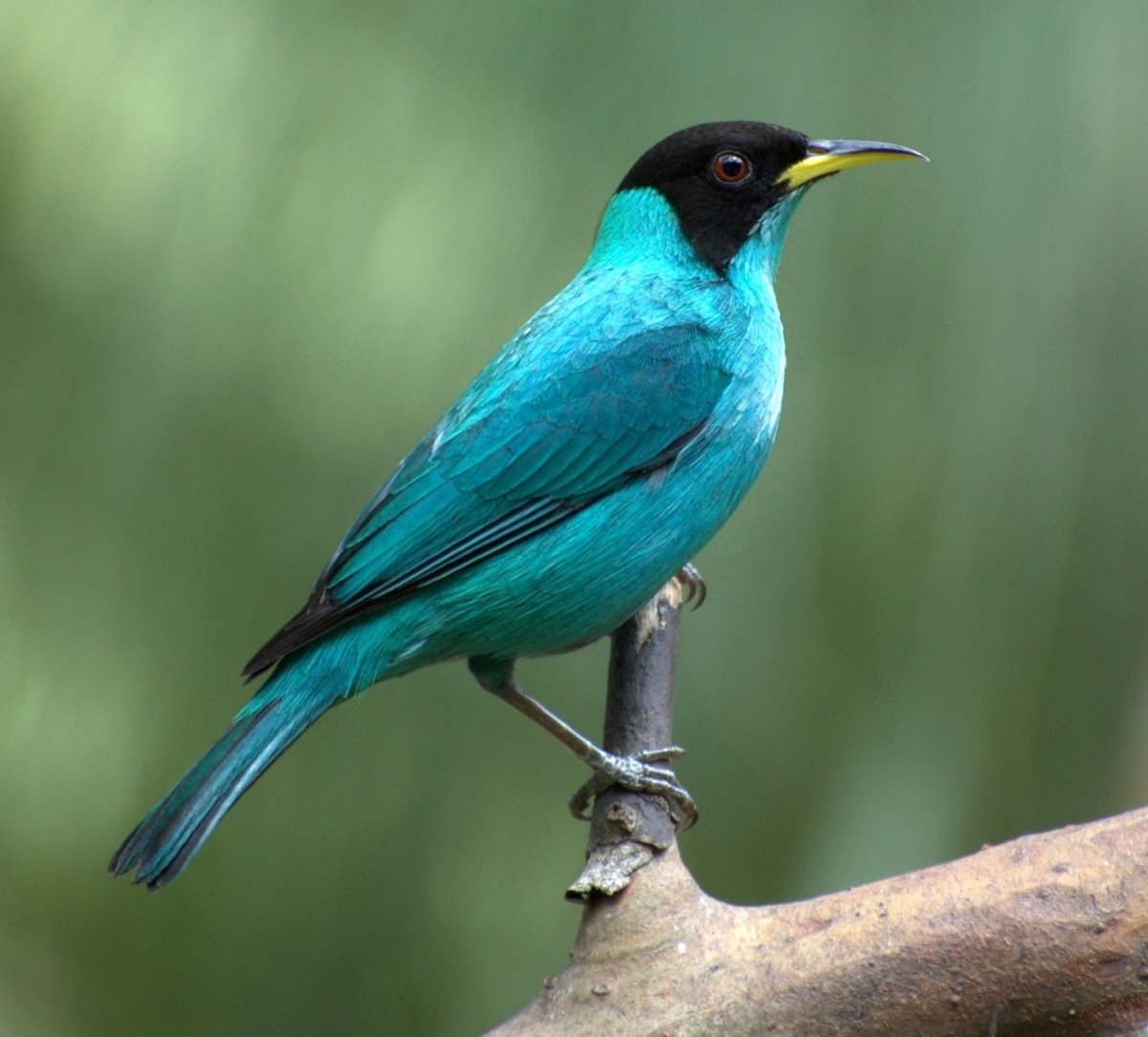 Бирюзовая танагра-медосос