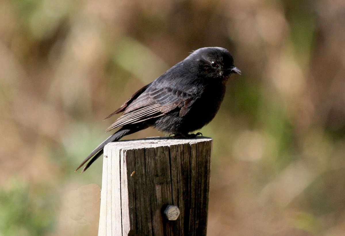 Маленькая черная птичка