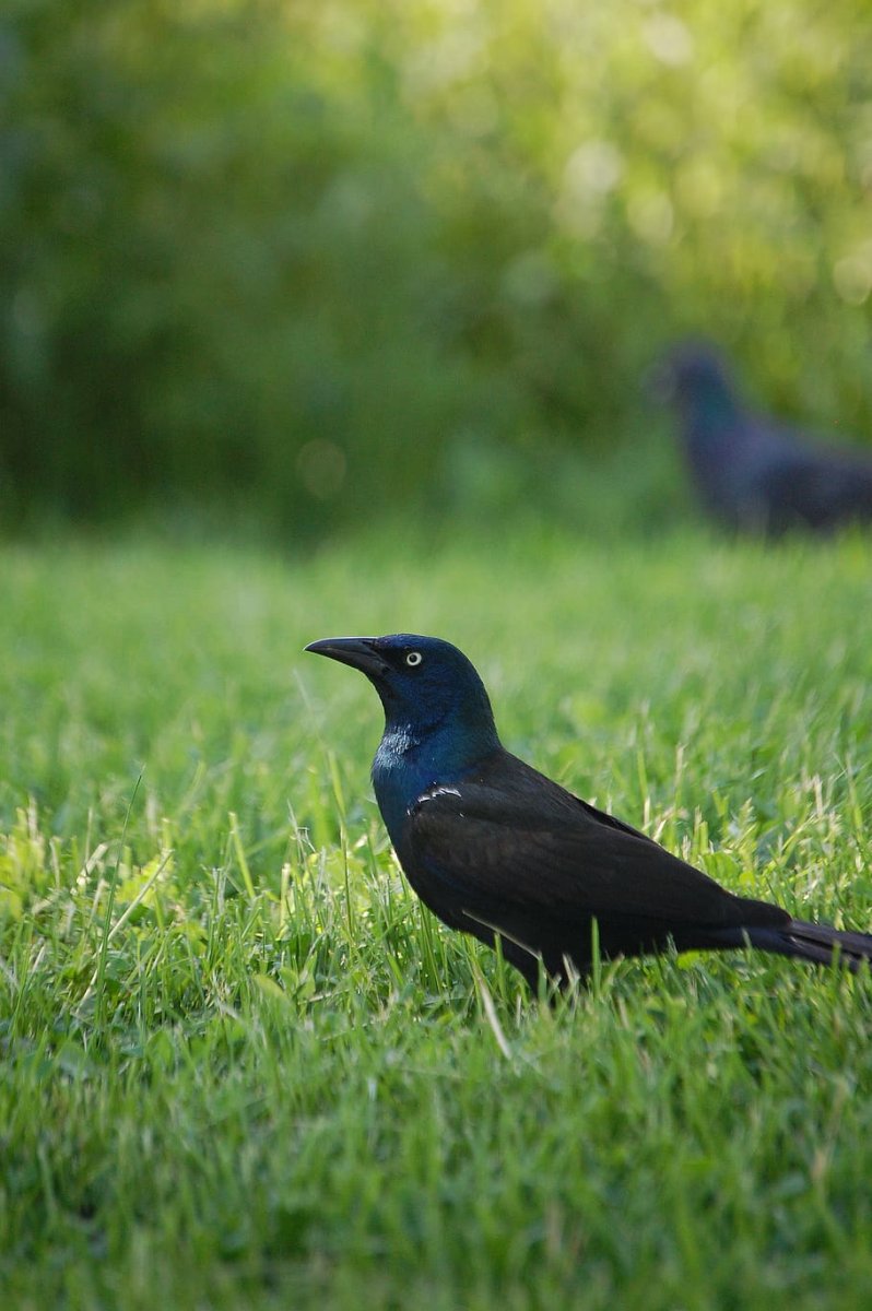 Гракл птица