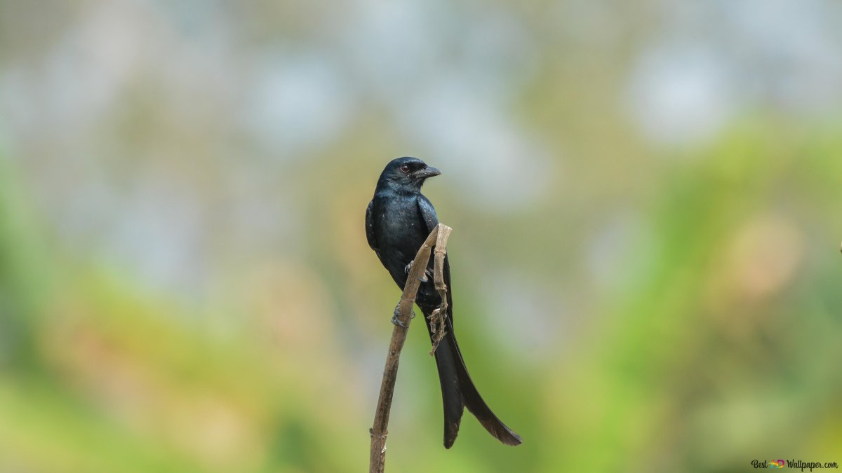 Майоттский Дронго