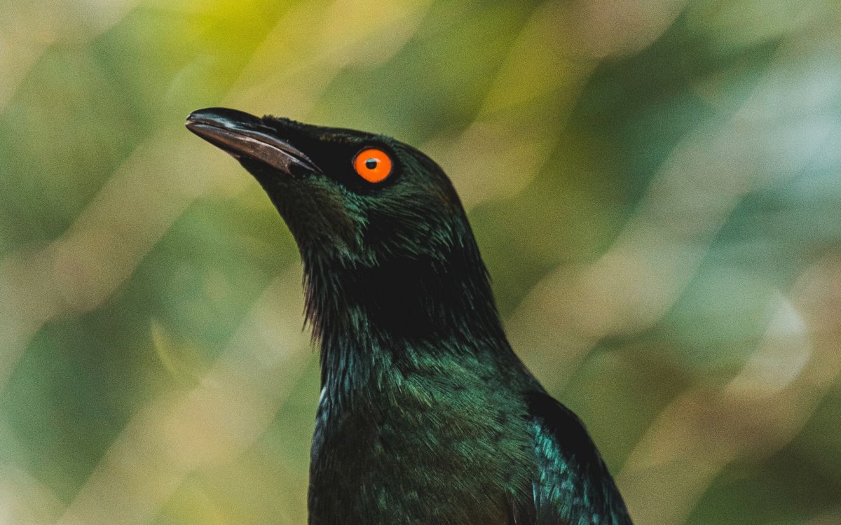 Колумбийские птицы чёрные