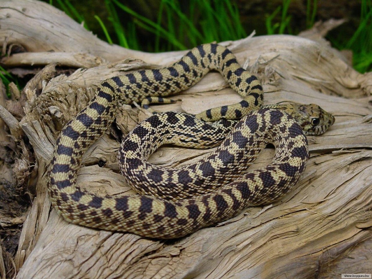 Сентлюсийский полоз