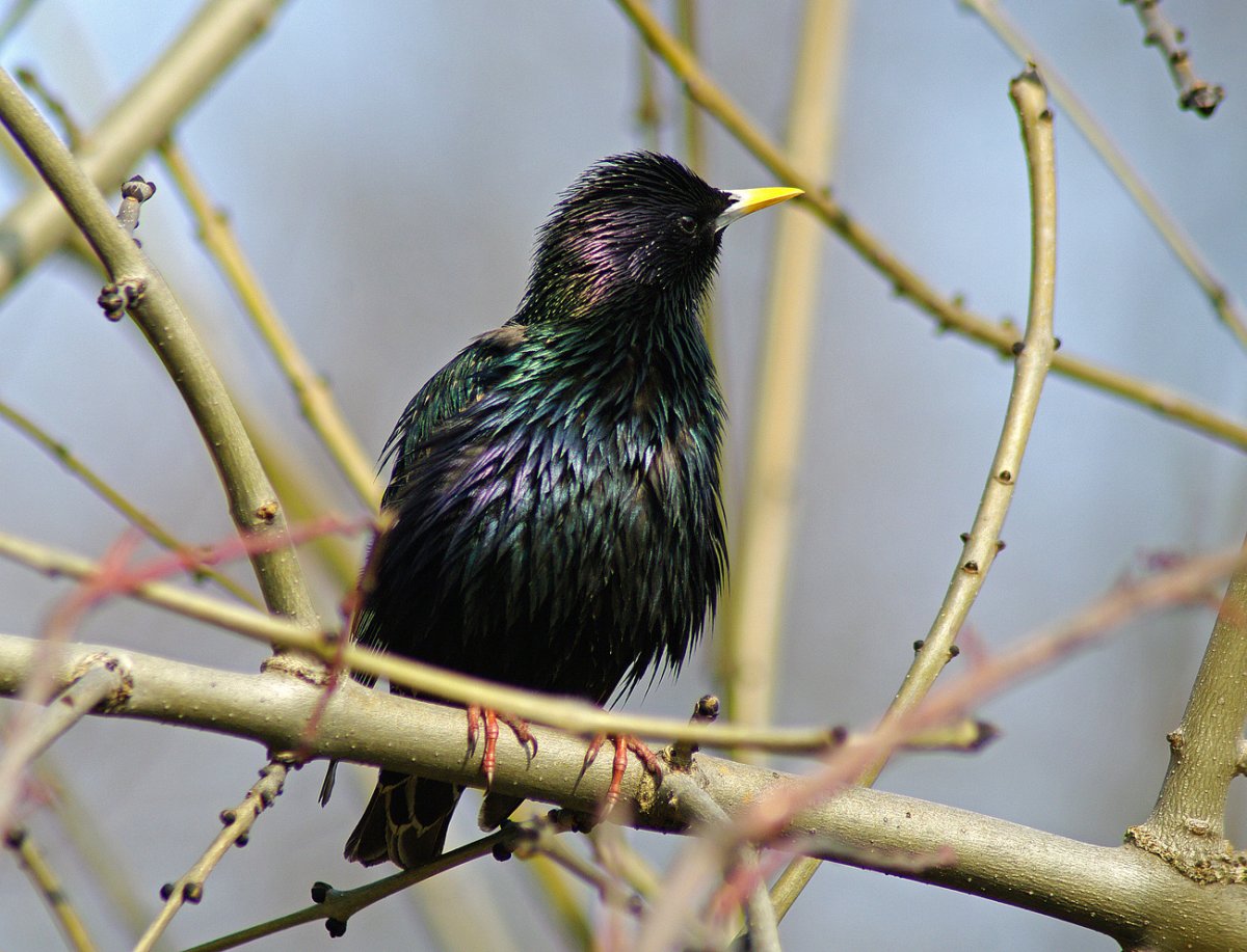 Чёрный скворец скворцы