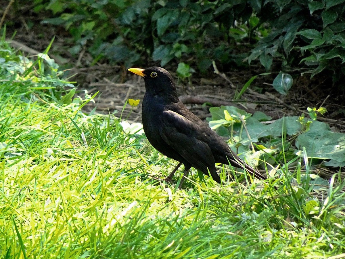 Черные городские птицы