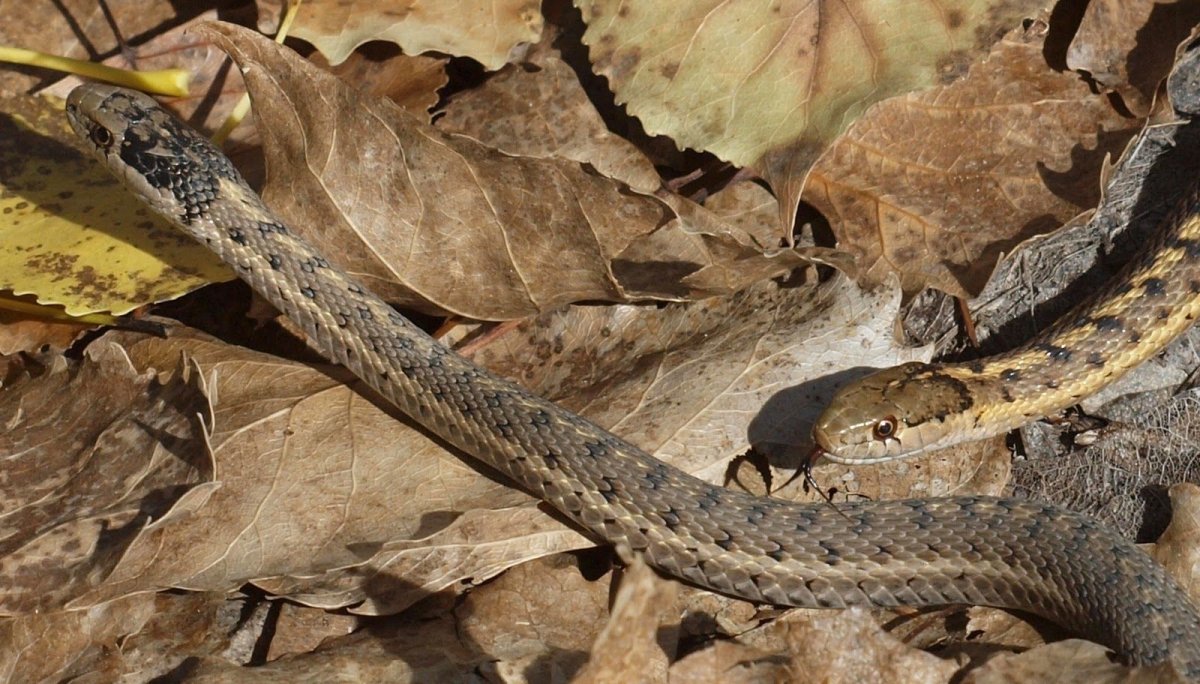 Четырехполосый полоз