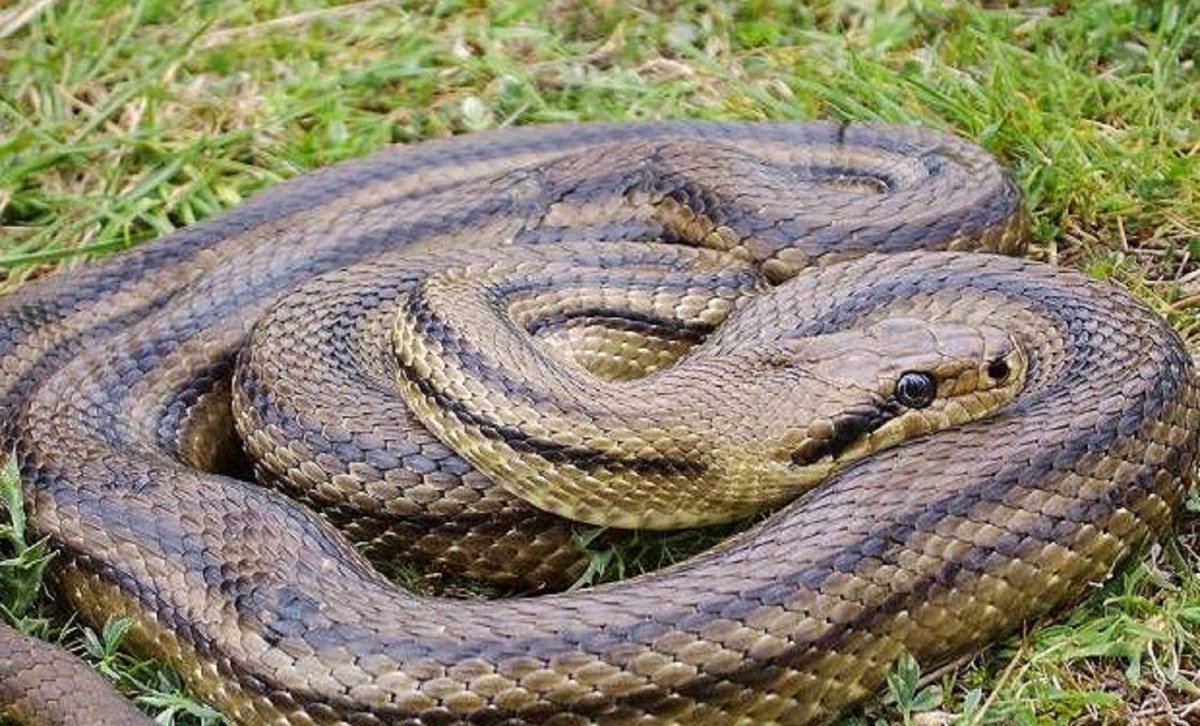 Четырёхполосый лазающий полоз