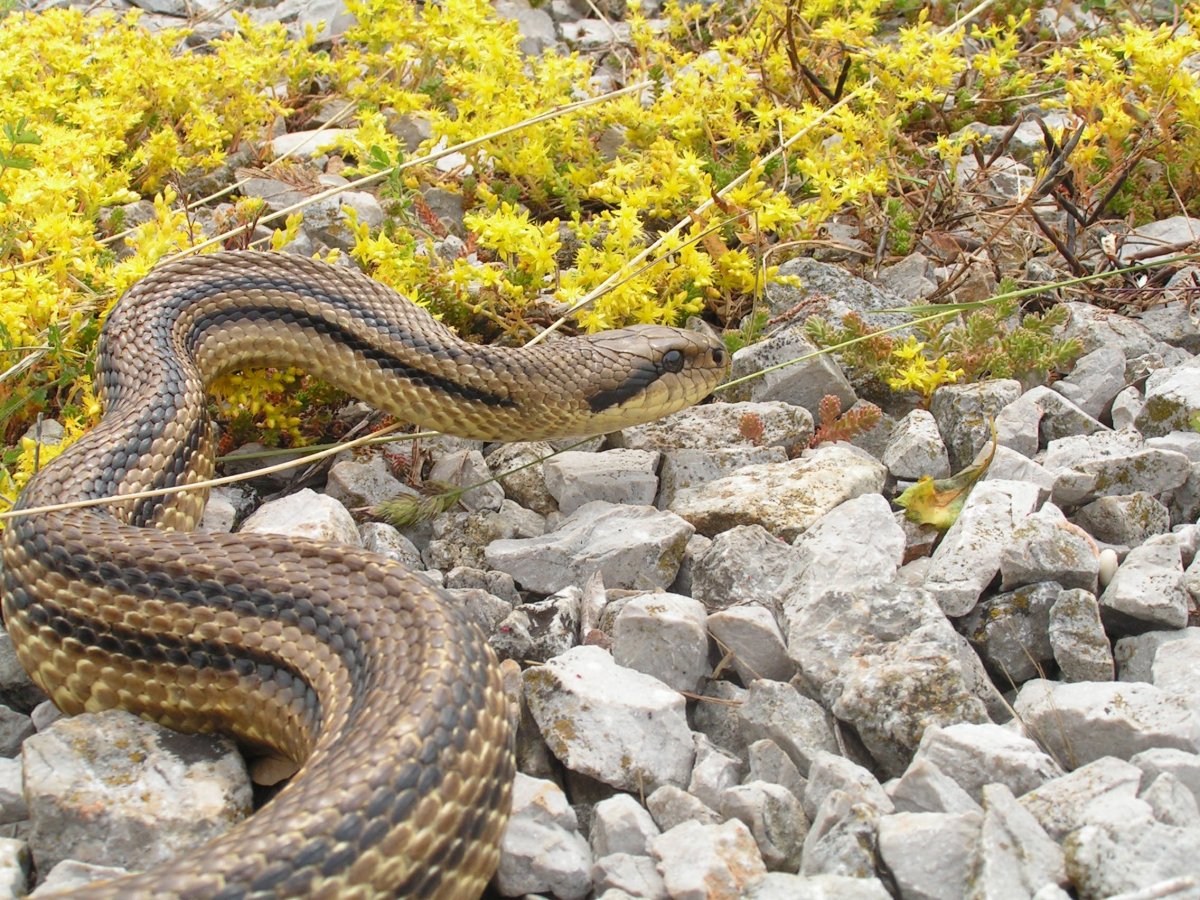 Четырехполосый полоз