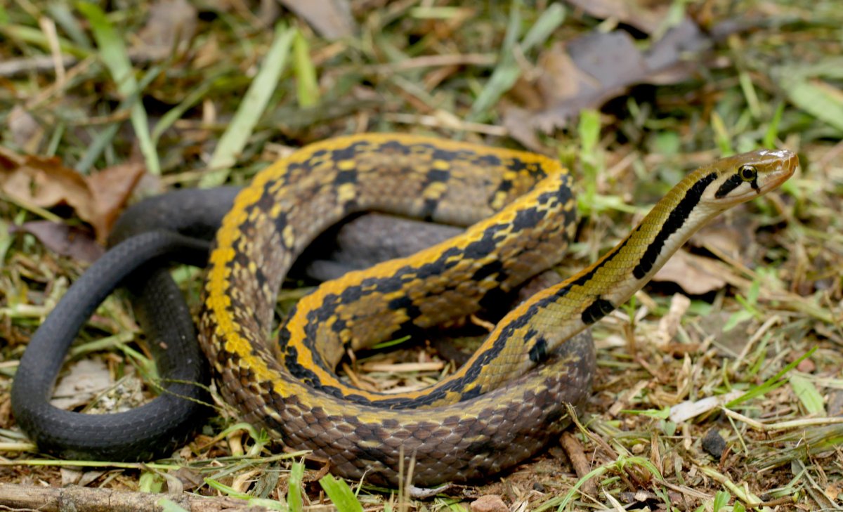 Coelognathus flavolineatus