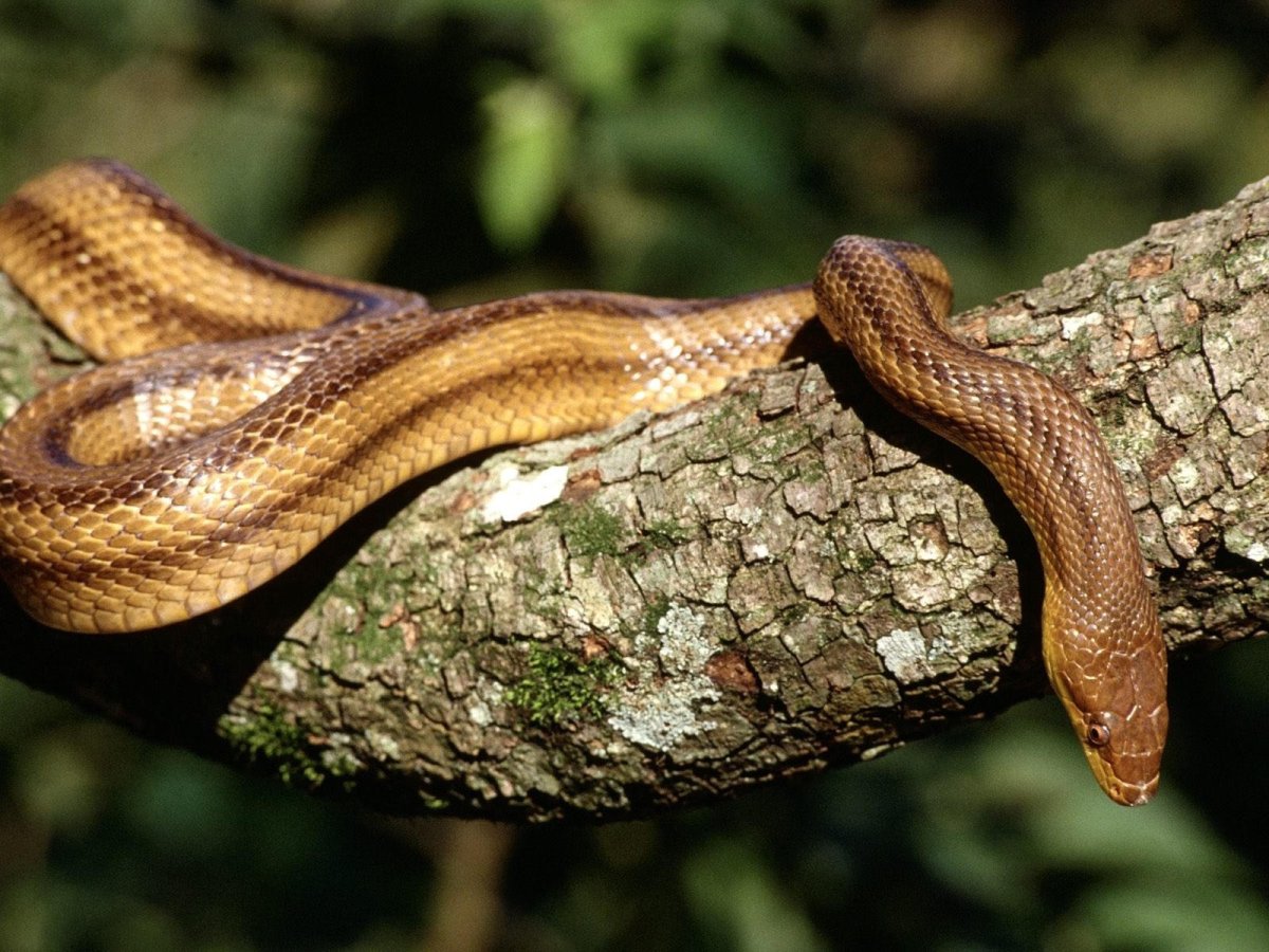 Четырёх полосный полоз