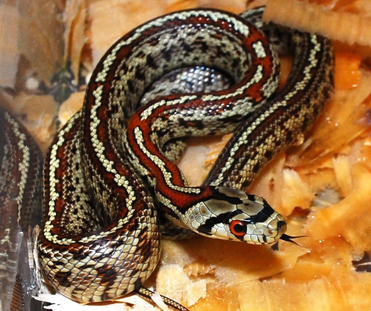 Маисовый узорчатый полоз