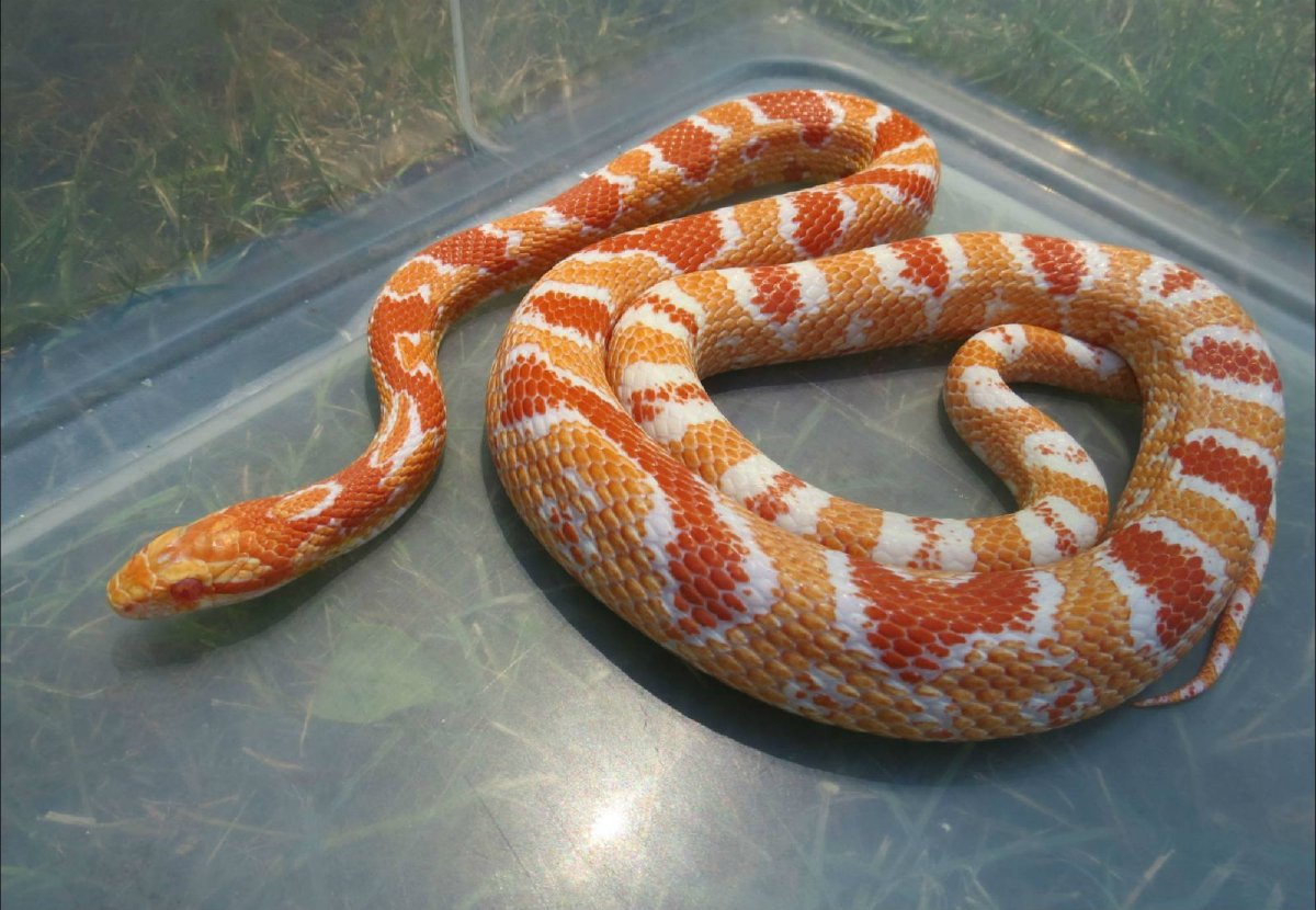 Маисовый полоз альбинос