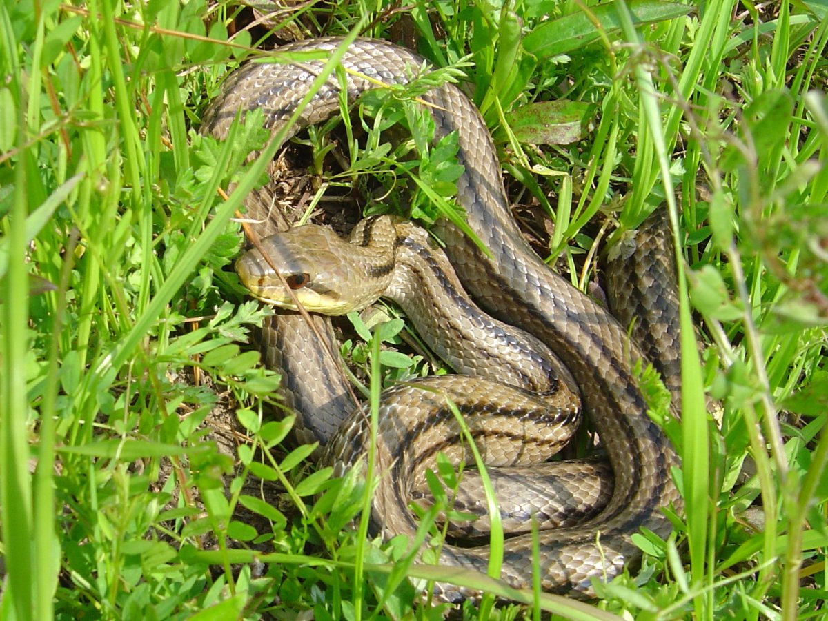 Четырёхполосый лазающий полоз