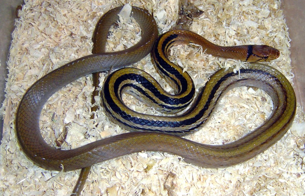 Лучистый полоз