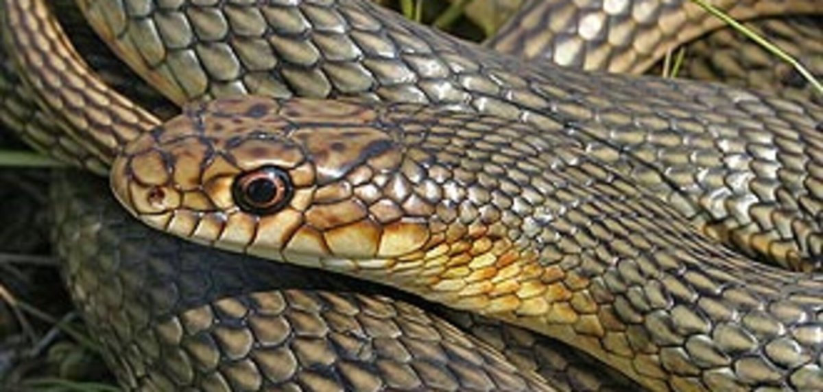 Полоз змея шашечный