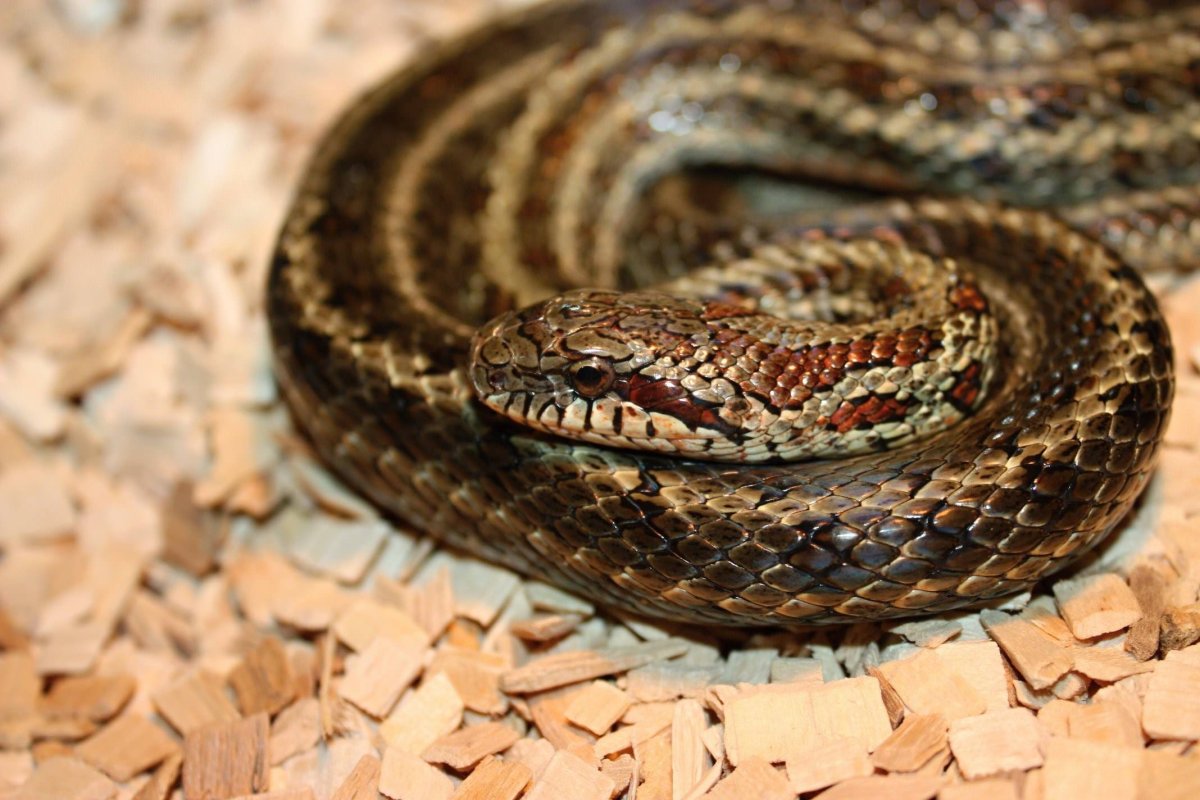 Маисовый узорчатый полоз