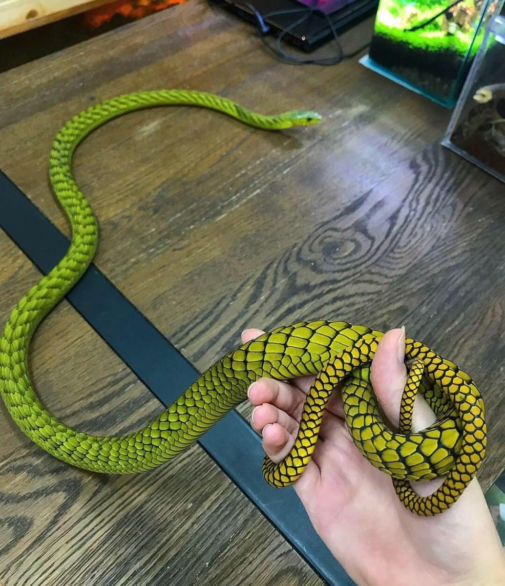 Полоз snek