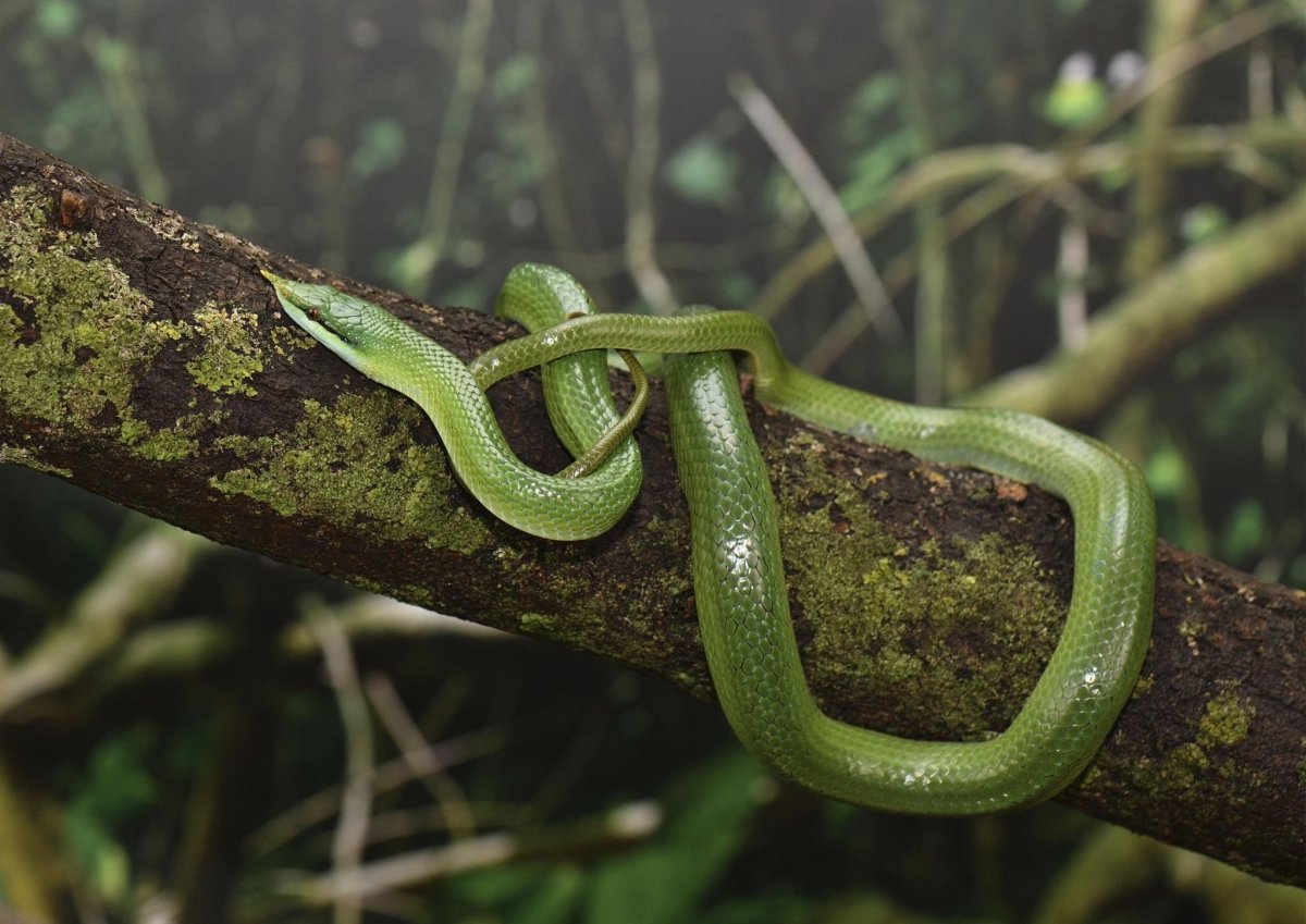 Длинноносый кустарниковый полоз