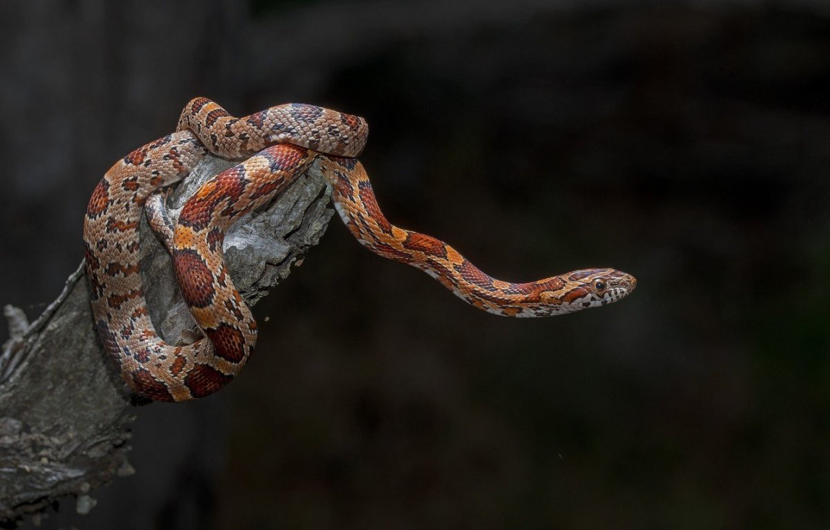 Змеи маисовый полоз