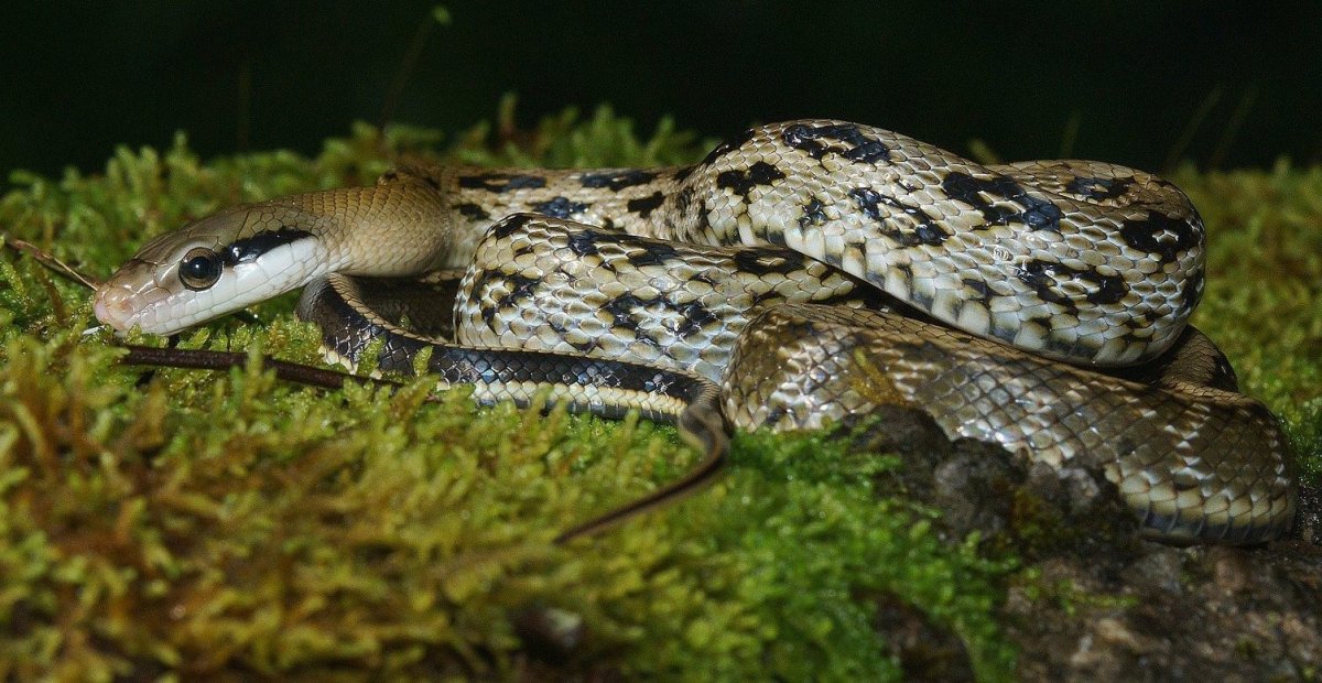 Красноспинный полоз