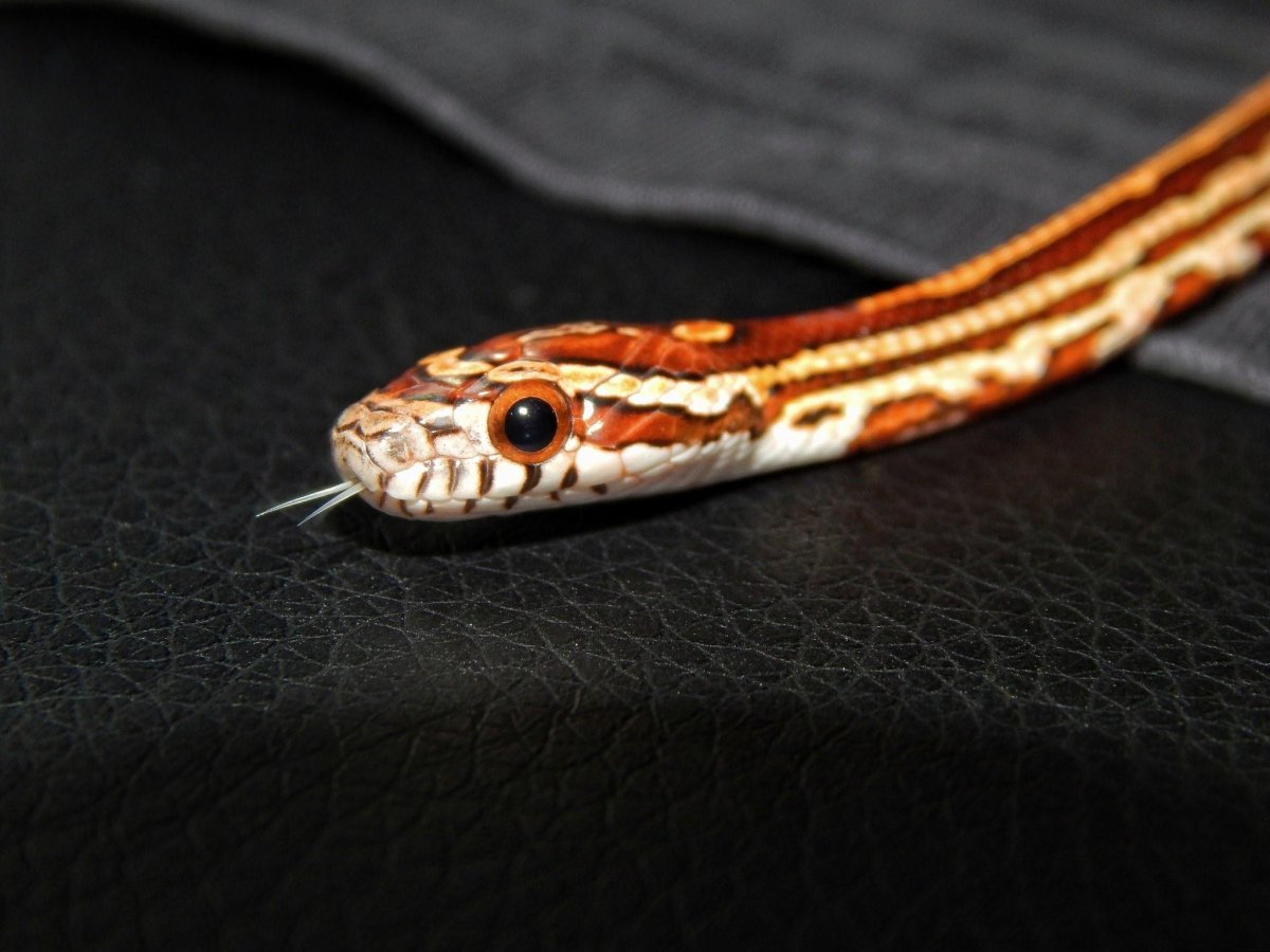 Маисовый полоз черный