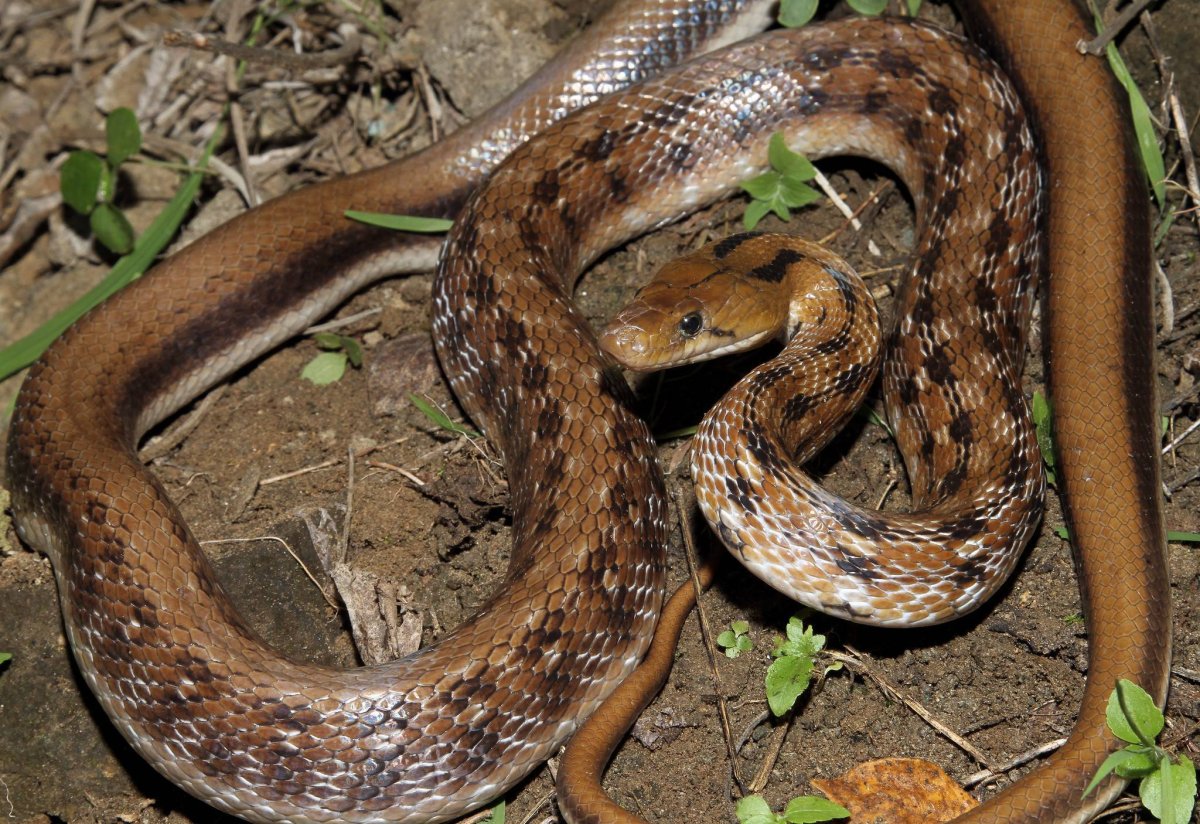 Лазающие полозы