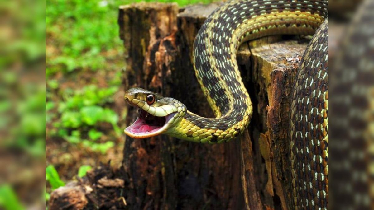 Змея на пне