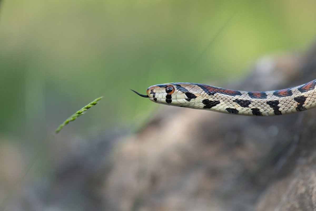 Разноцветный полоз с черной головой