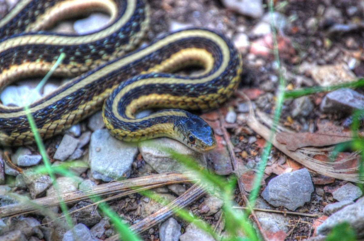 Малочешуйчатый полоз