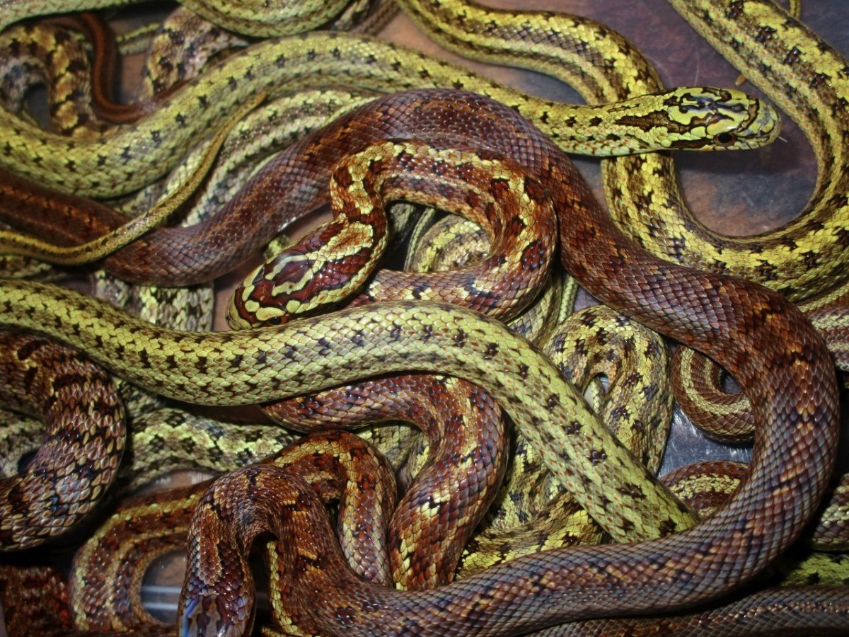 Узорчатый полоз морфы