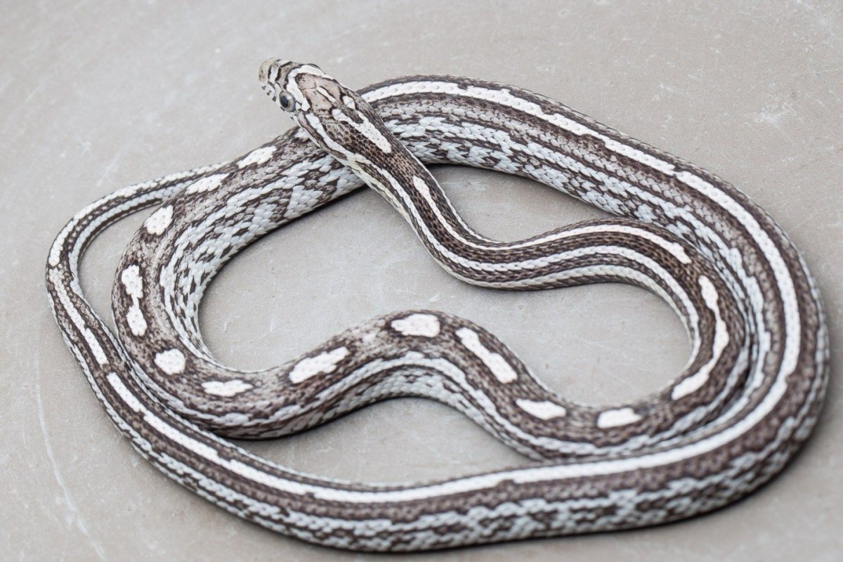 Маисовый полоз Tessera