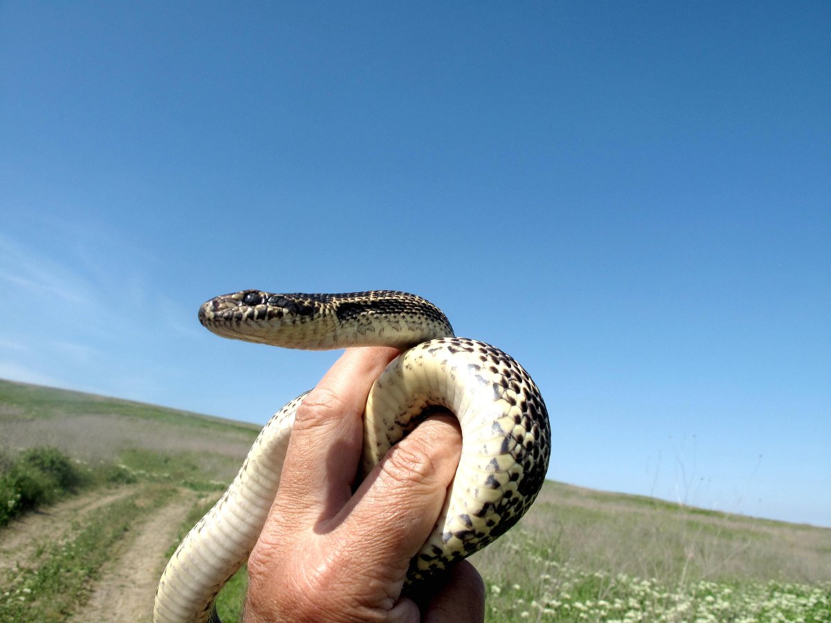 Четырёхполосый лазающий полоз