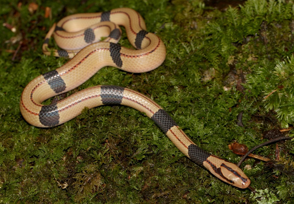 Oreocryptophis porphyraceus Coxi