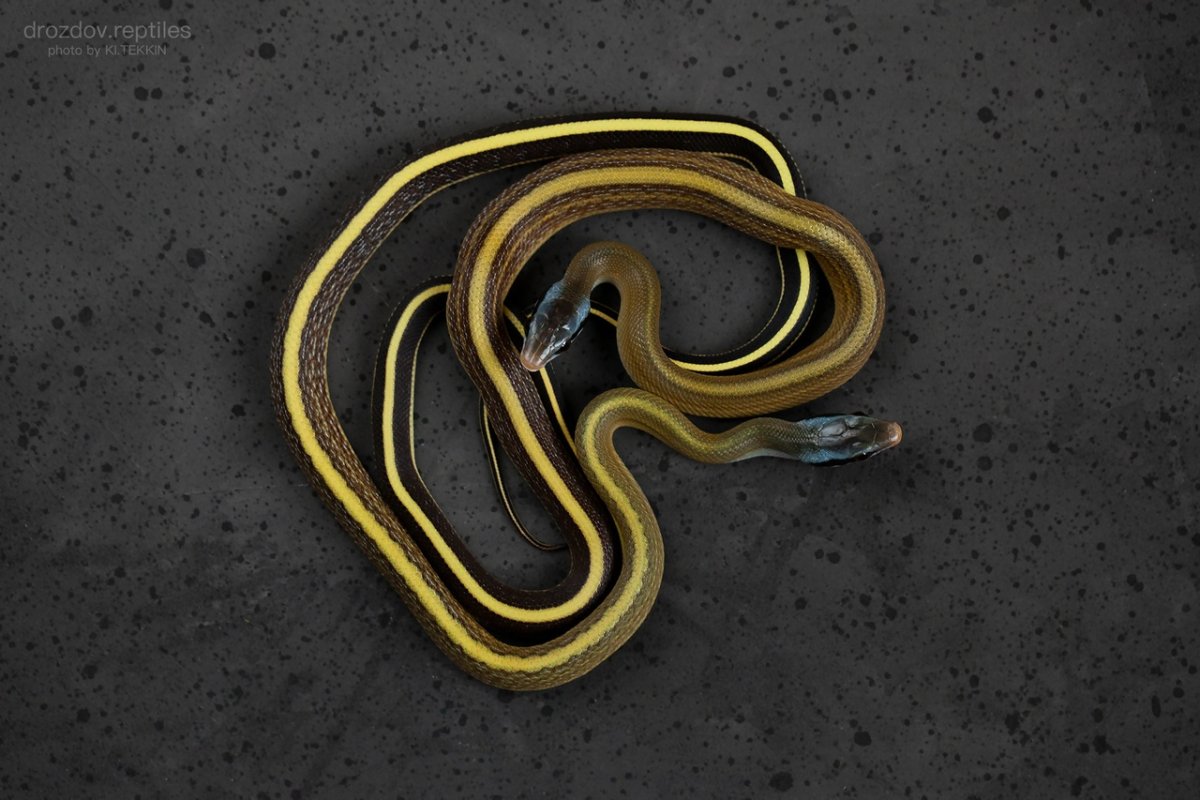 Полоз Ридли