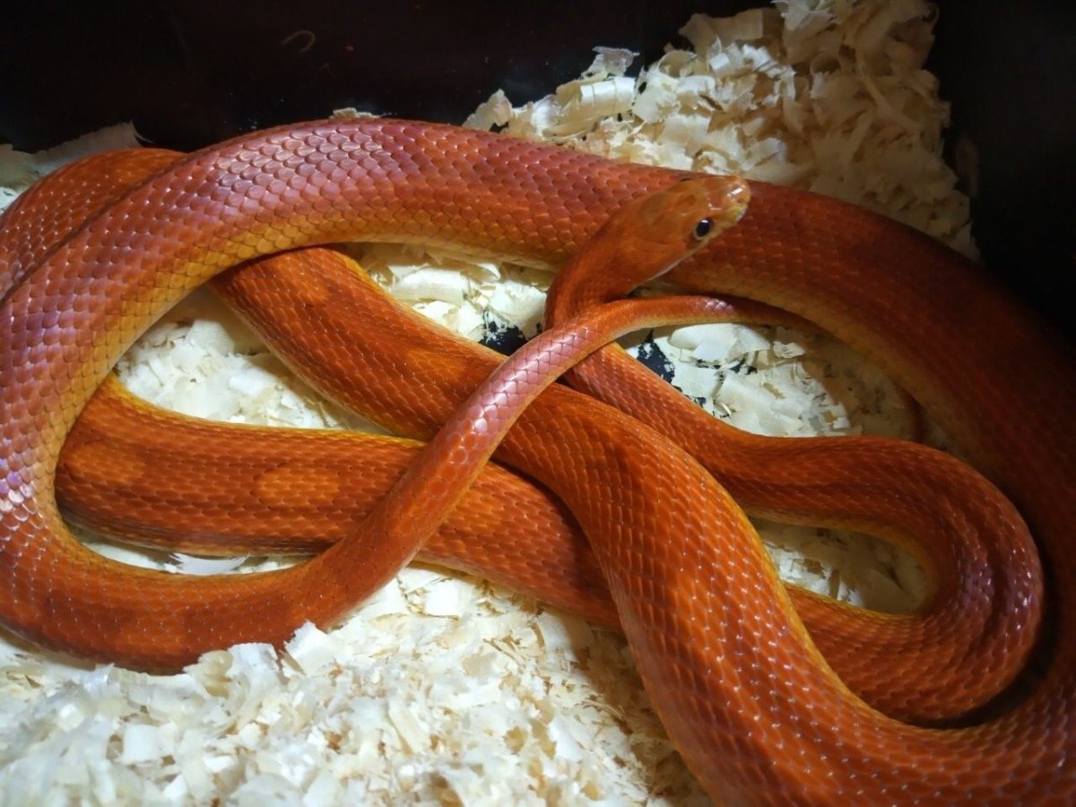 Маисовый пояс