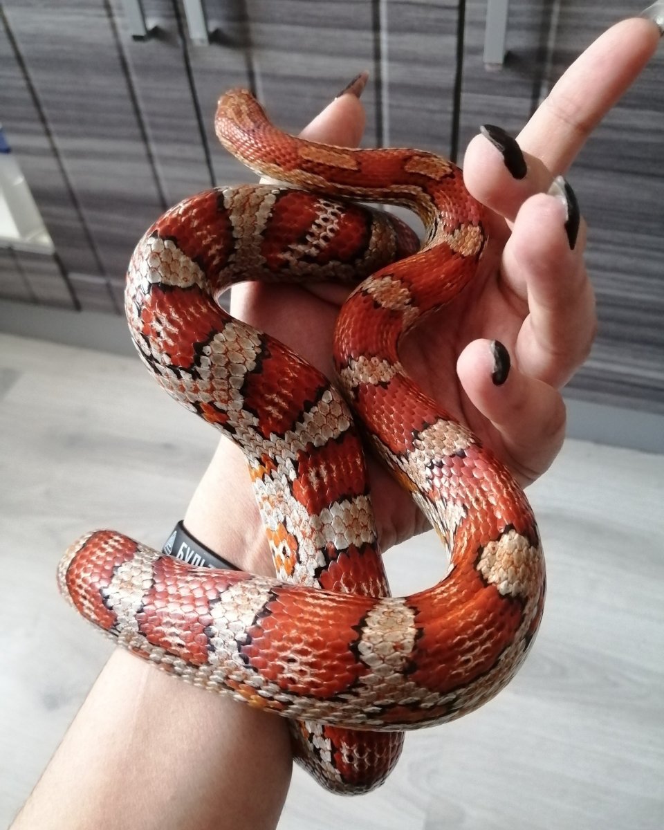 Змея маисовый полоз