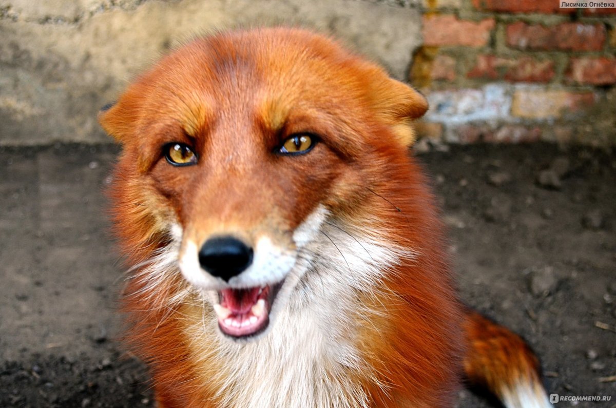 Домашний Лис