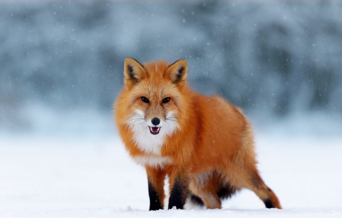 Лиса картинка