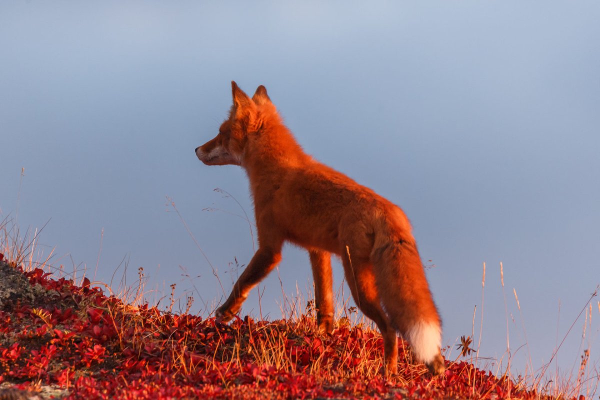 Лиса Камчатка осень