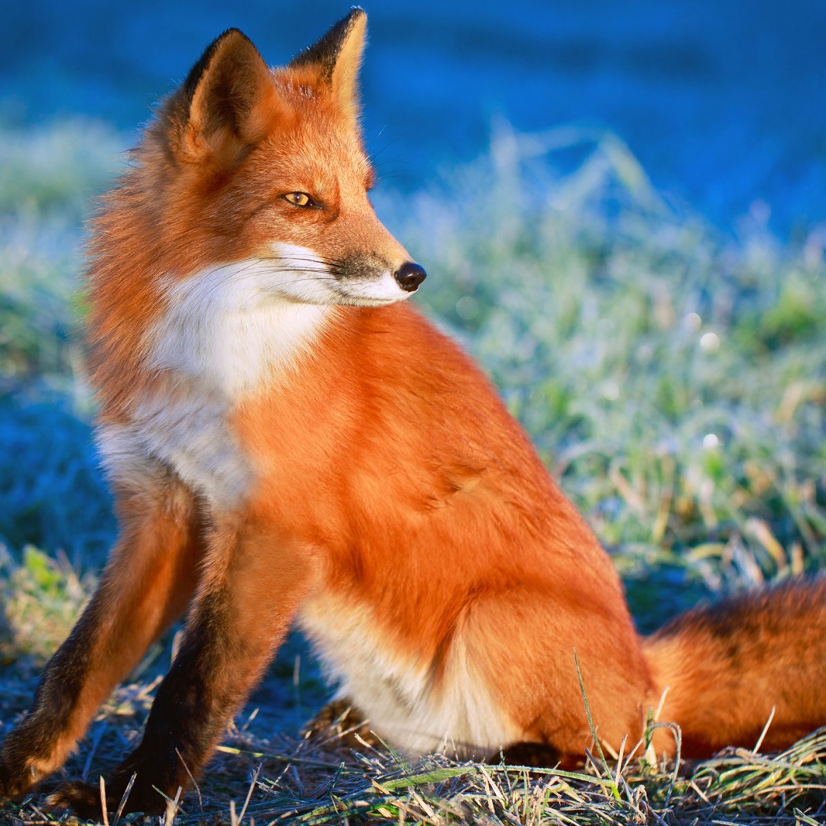 Красивая лиса