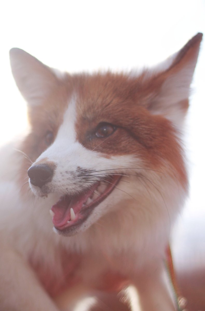 Канадская домашняя лиса