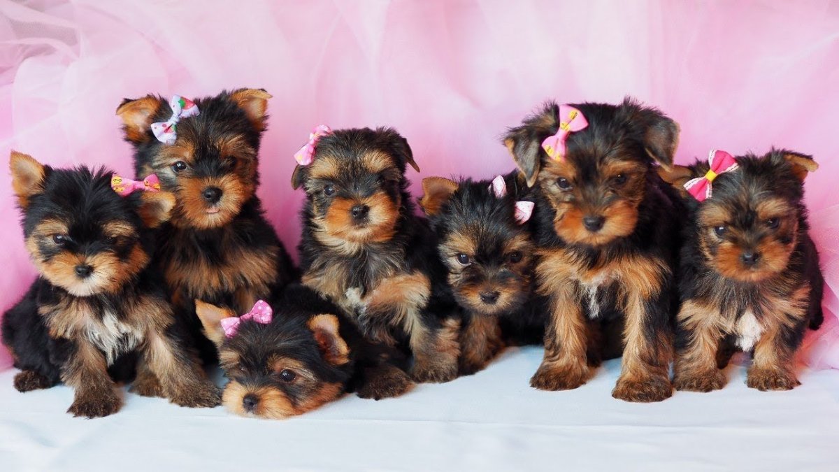 Йоркширский терьер стандарт питомник