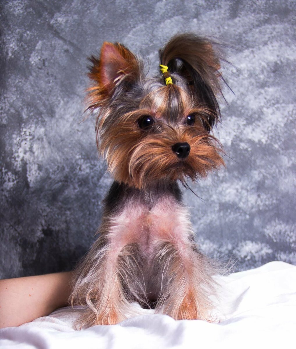 Терьер Йоркширский Малошерстный