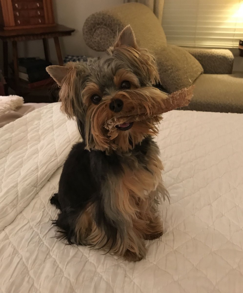 Йоркширский терьер неподстриженный