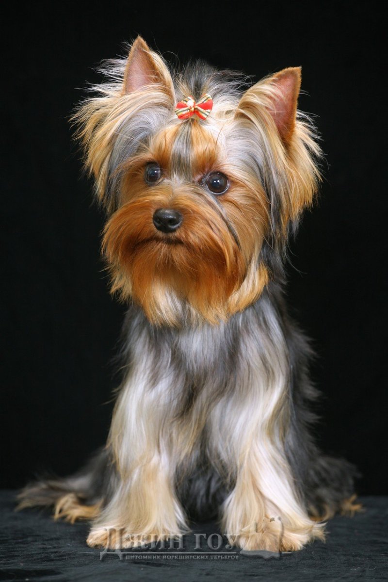 Йоркширский терьер стандарт мальчик