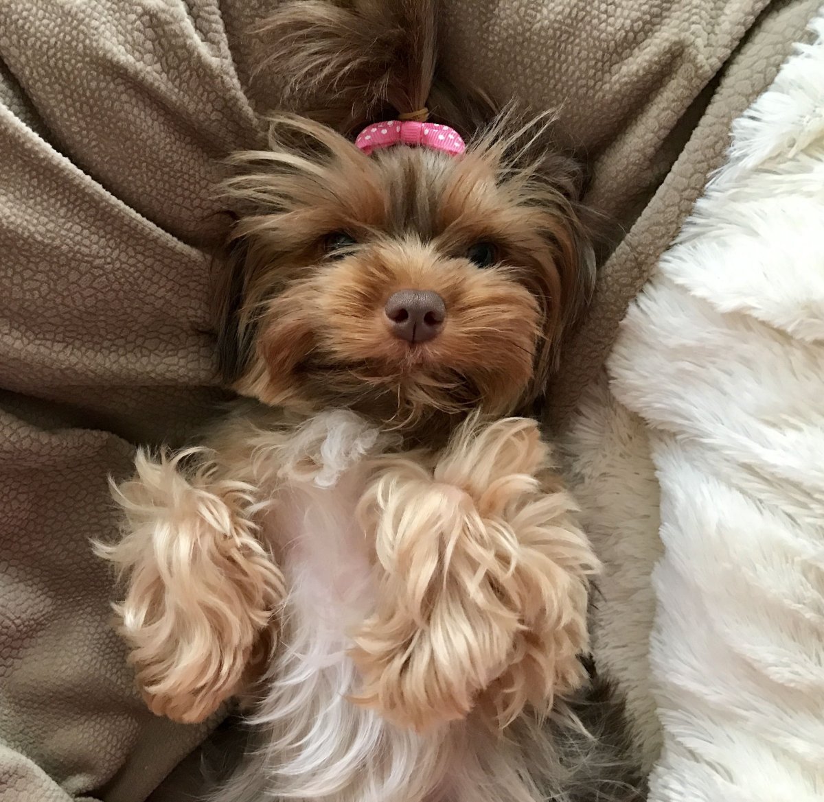 Карликовый Йоркширский терьер