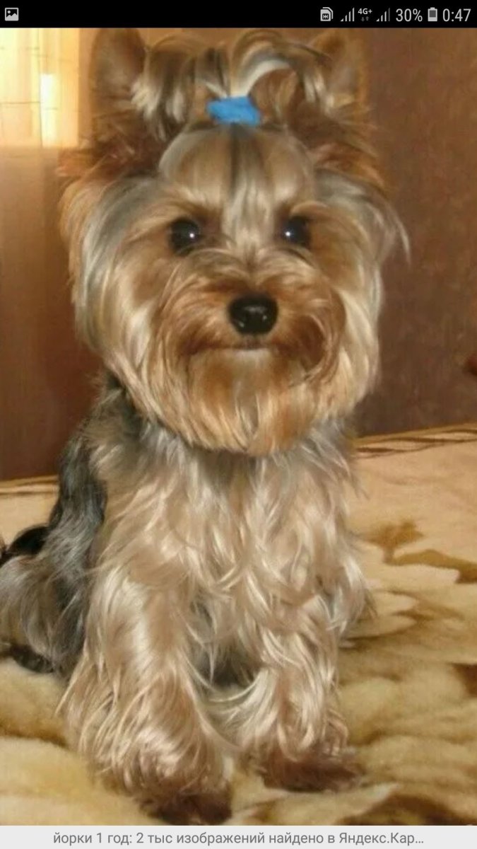 Йорк стандарт