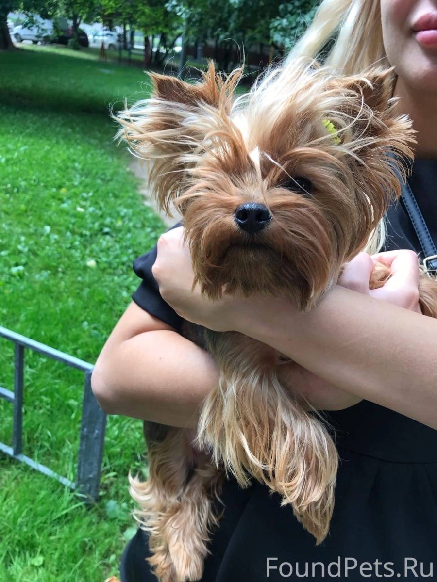 Йоркширский терьер